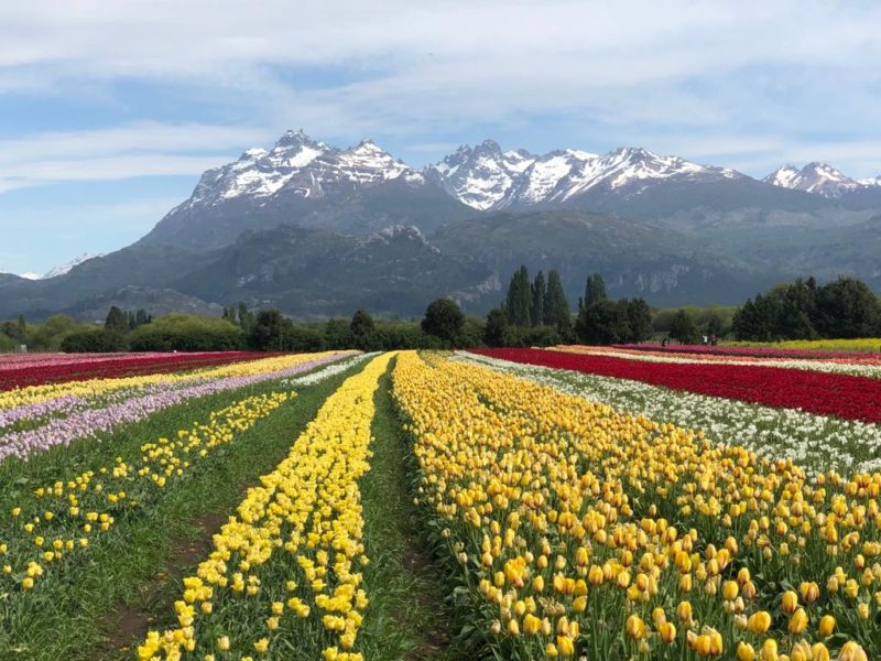 Los tulipanes de Trevelin desde Bariloche